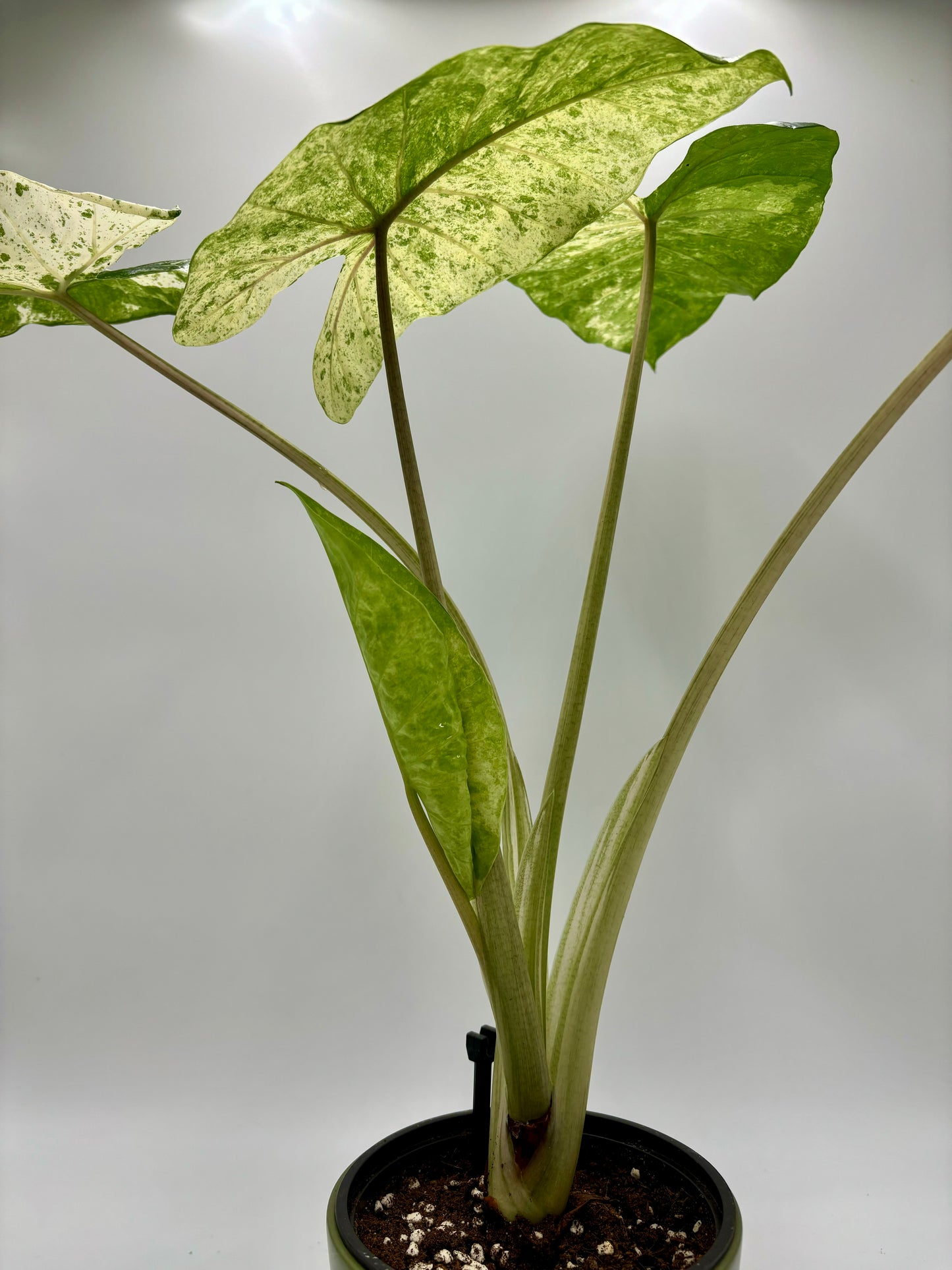 Alocasia Macrorrhiza Splash