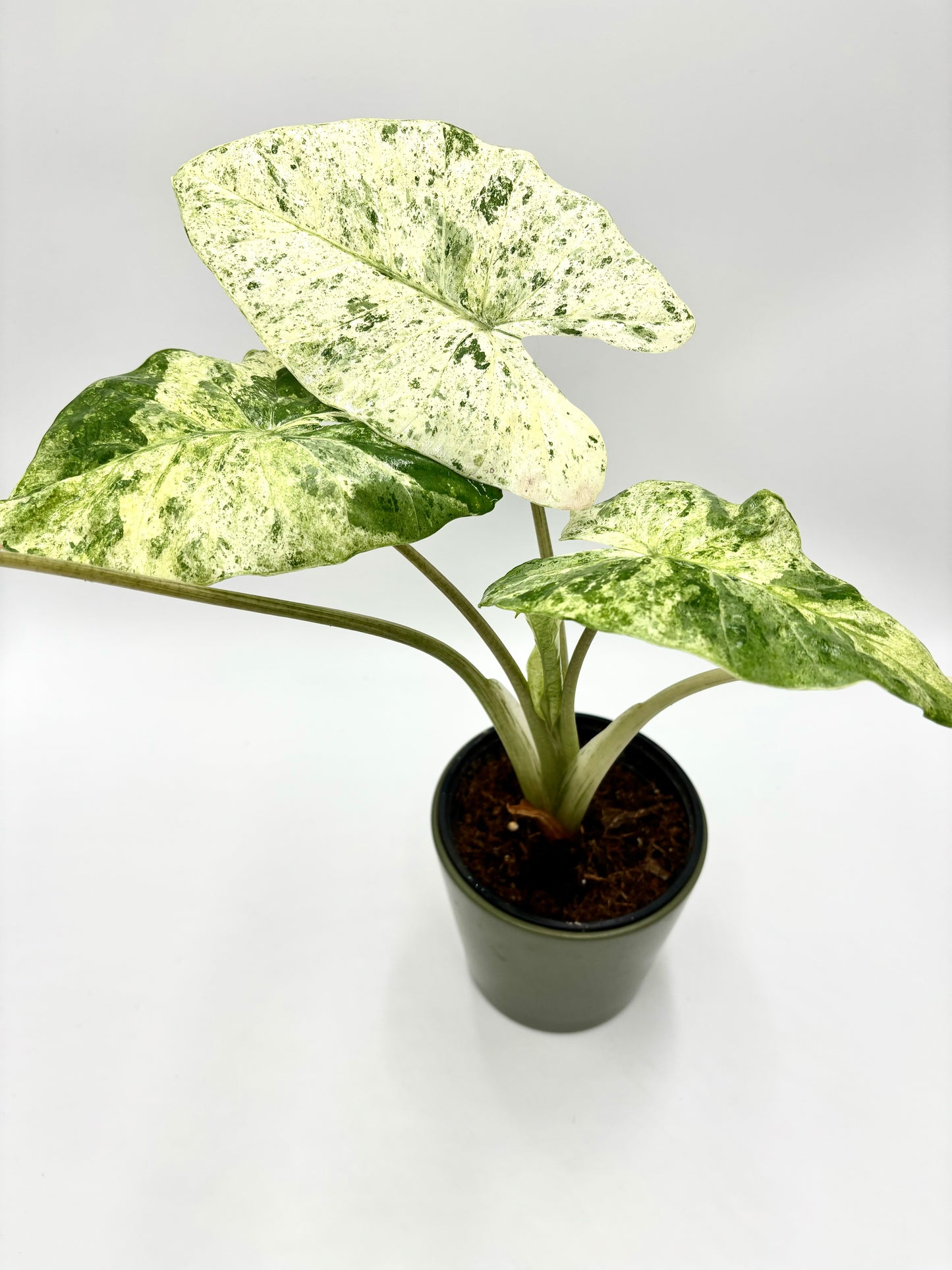 Alocasia Macrorrhiza Splash