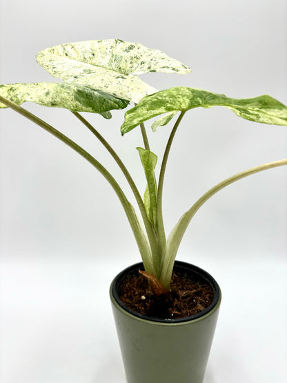 Alocasia Macrorrhiza Splash