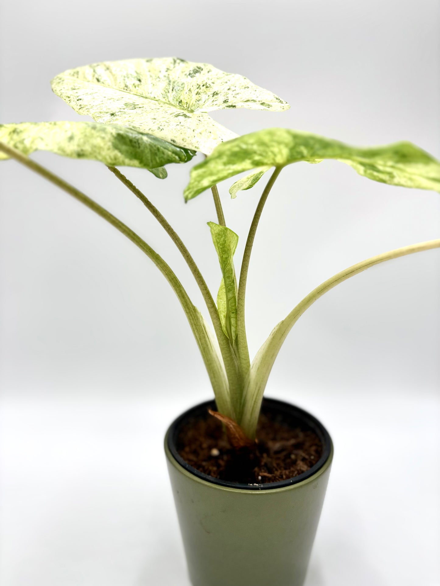 Alocasia Macrorrhiza Splash