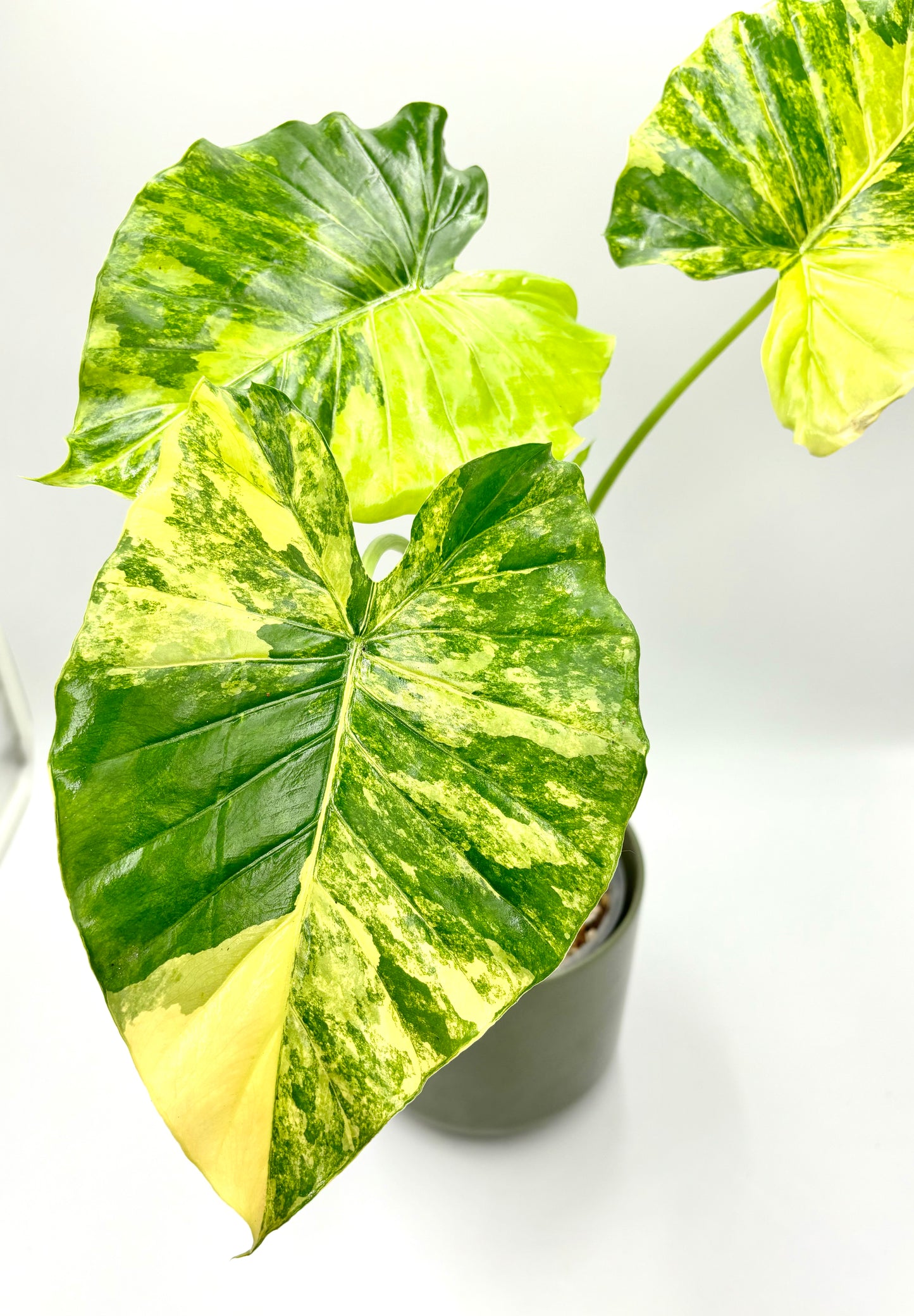 Alocasia Gageana Aurea