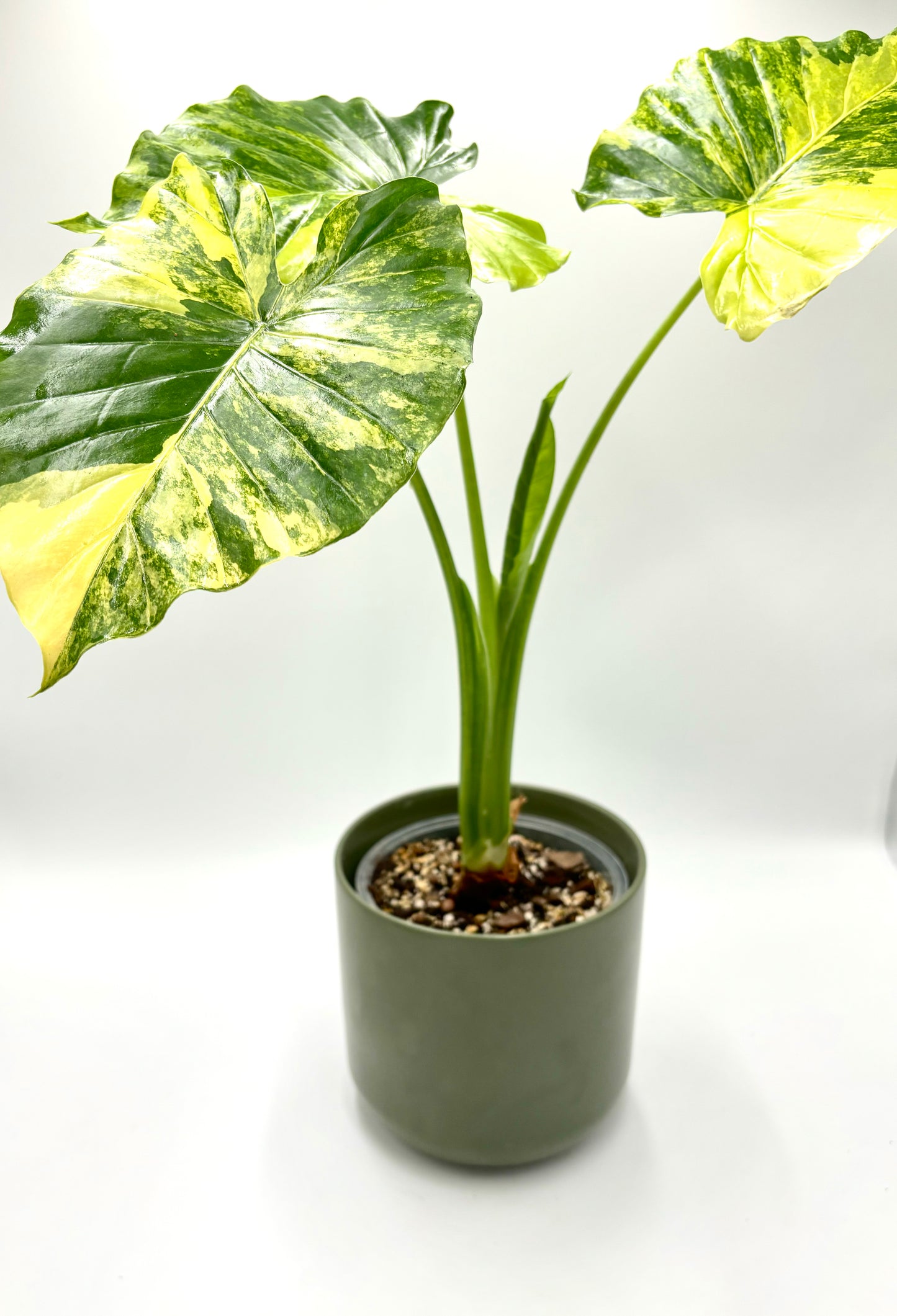 Alocasia Gageana Aurea