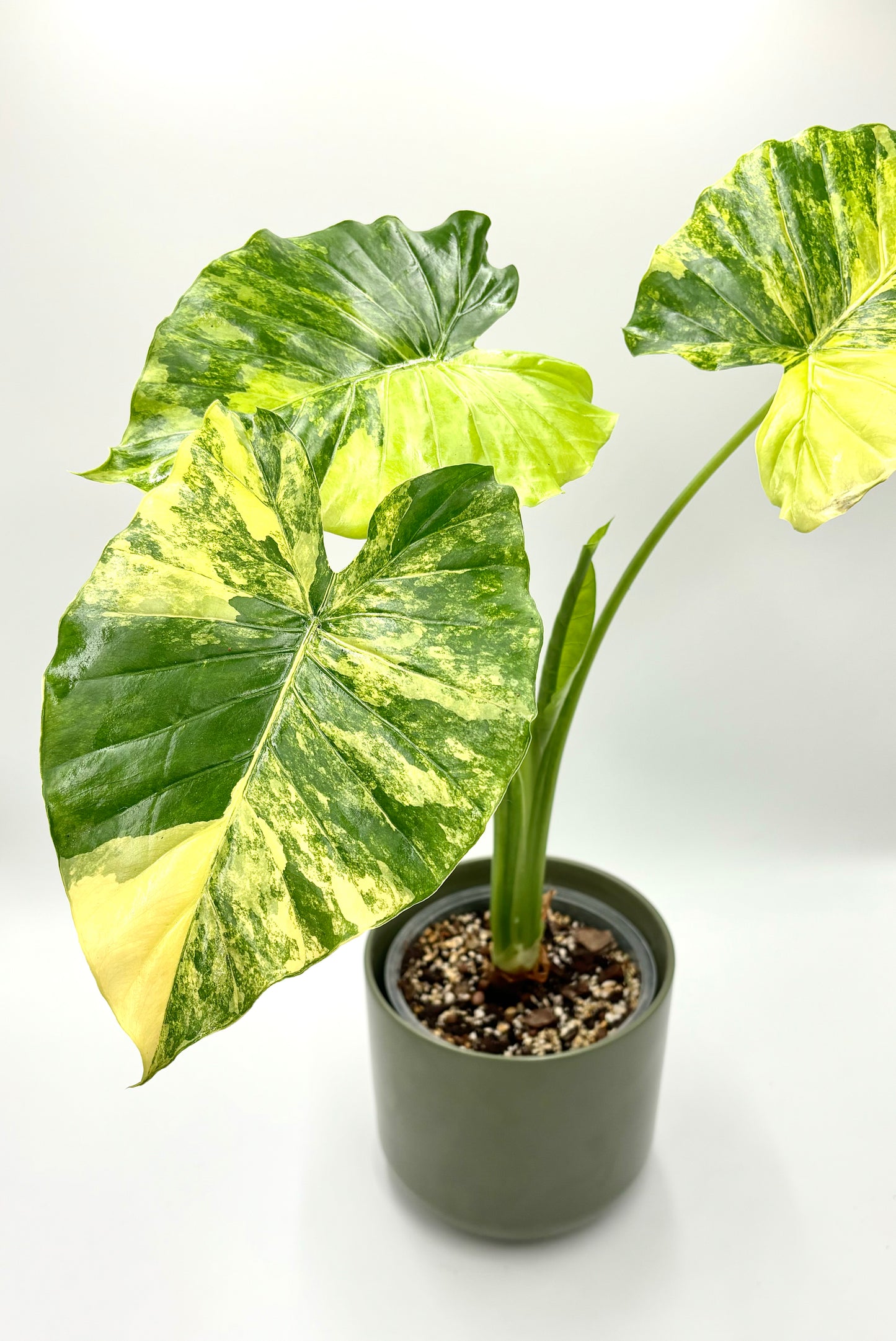 Alocasia Gageana Aurea