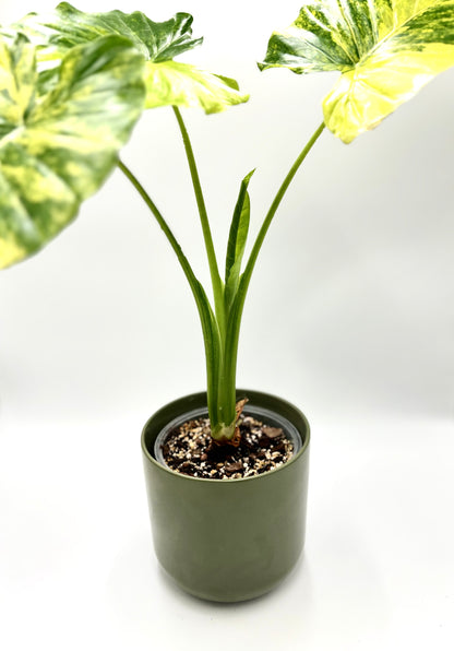 Alocasia Gageana Aurea