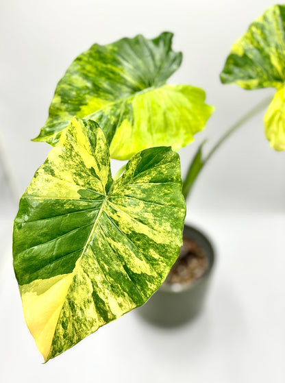 Alocasia Gageana Aurea