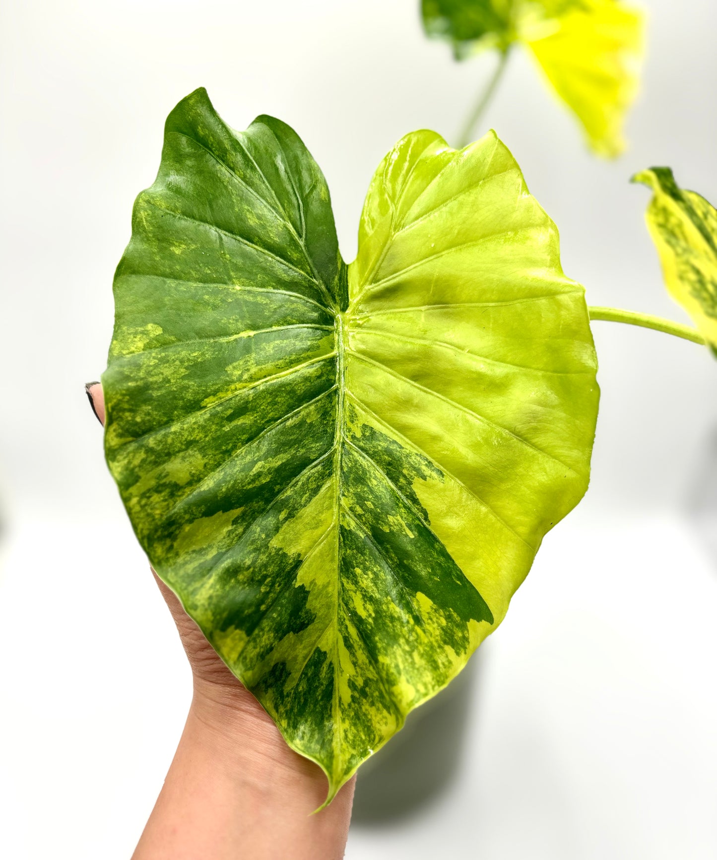 Alocasia Gageana Aurea