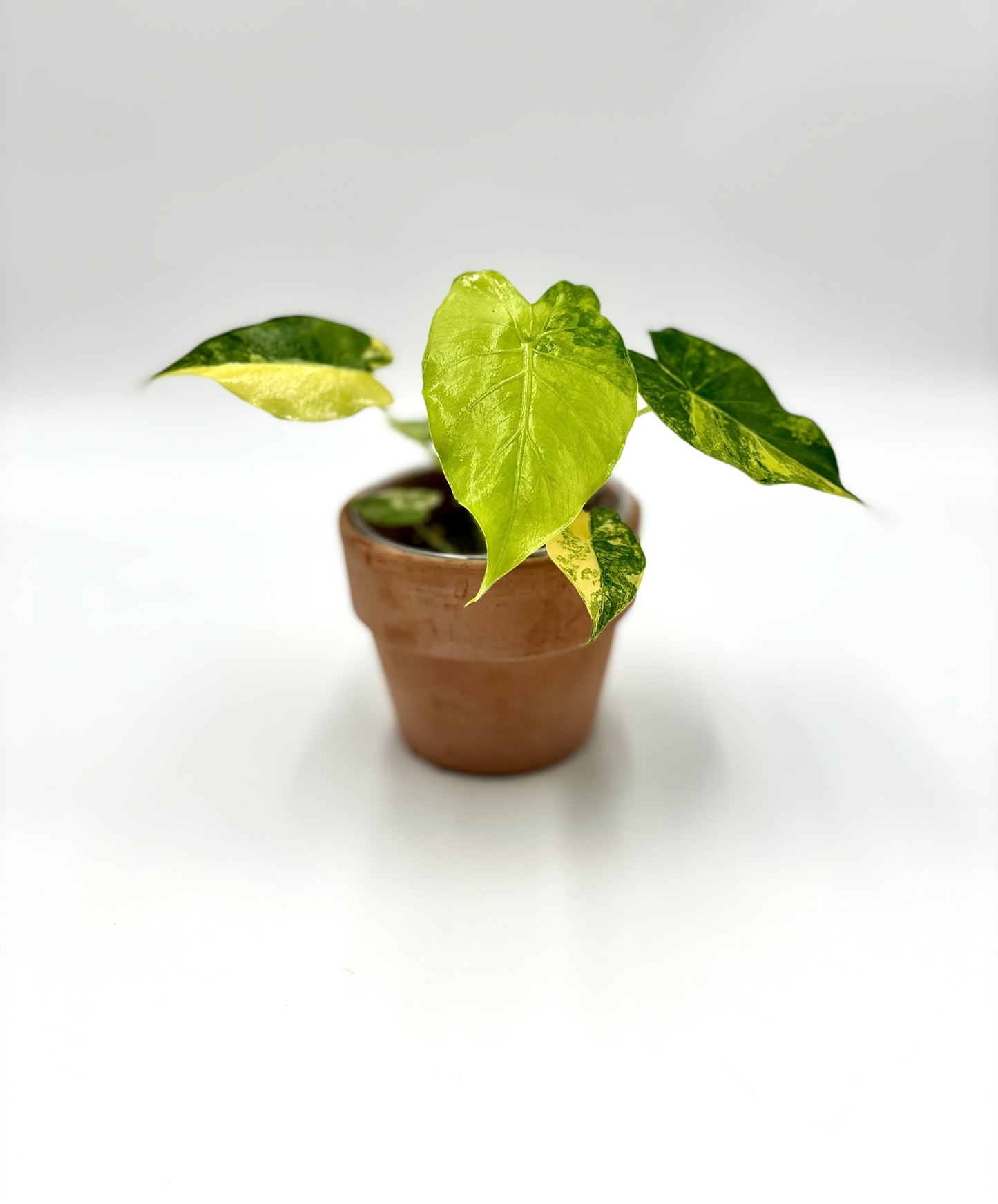 Alocasia Gageana Aurea