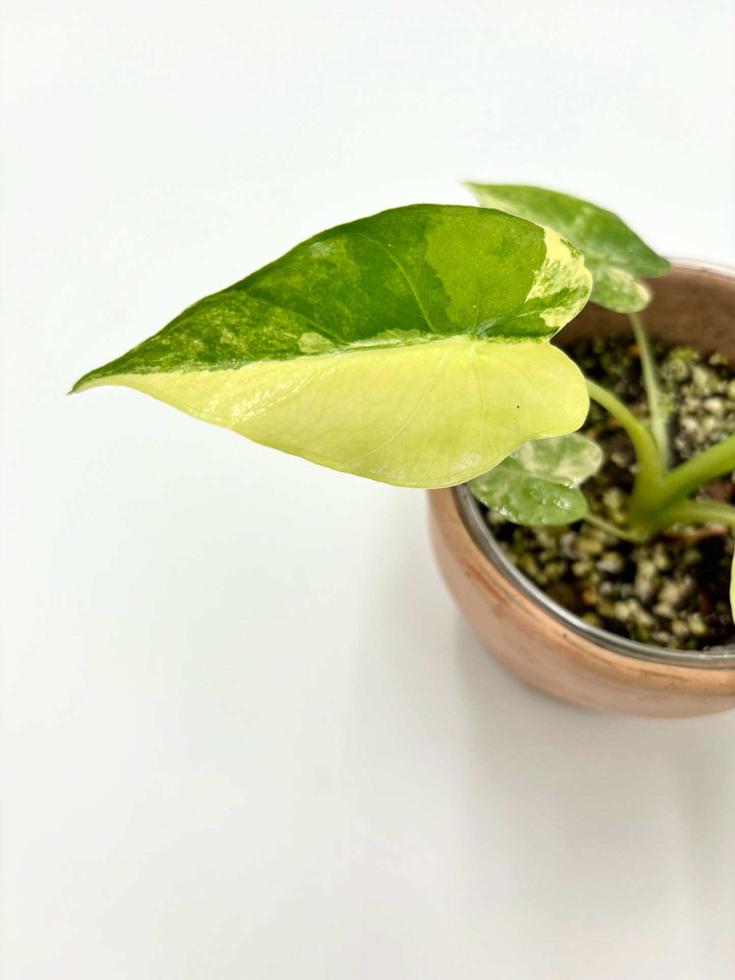 Alocasia Gageana Aurea