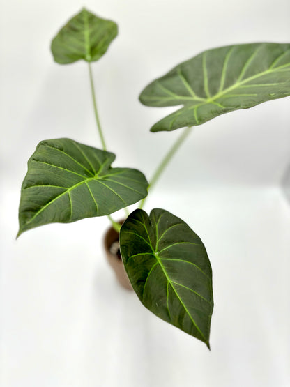 Alocasia Regal Shield