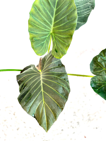 Alocasia Regal Shield