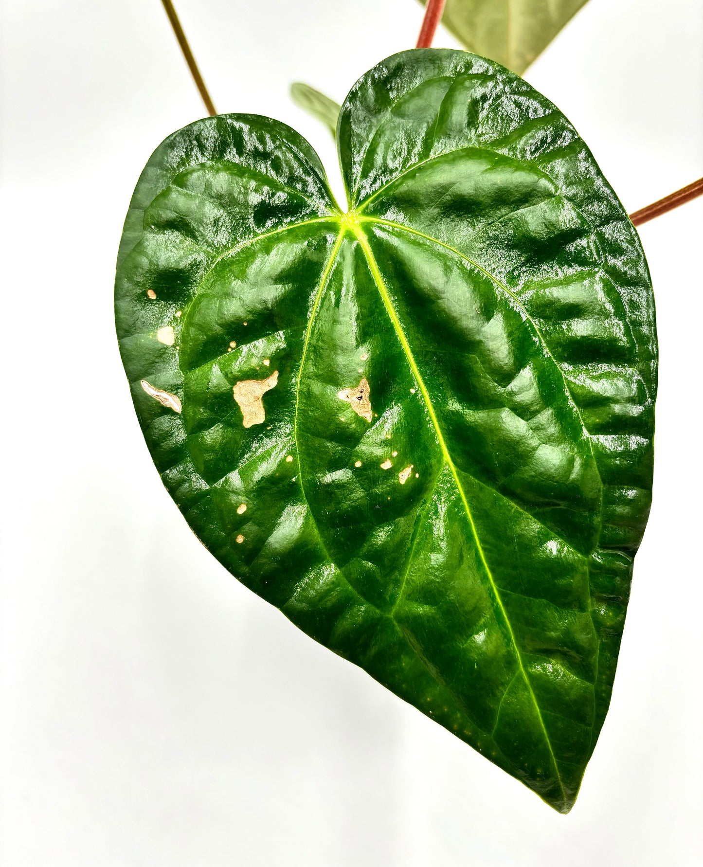 Anthurium Regale x Luxurians