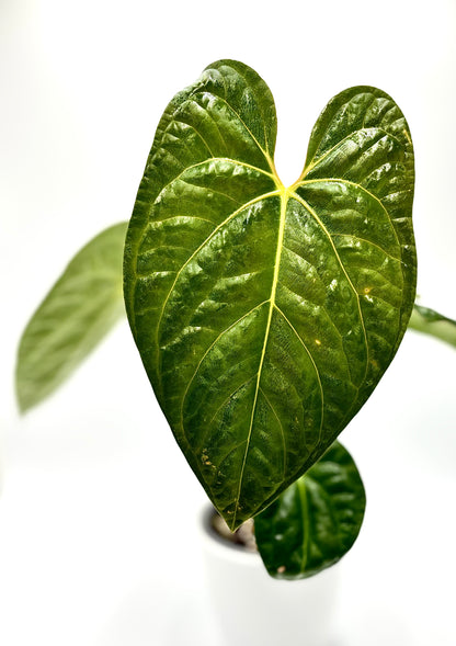 Anthurium Regale x Luxurians