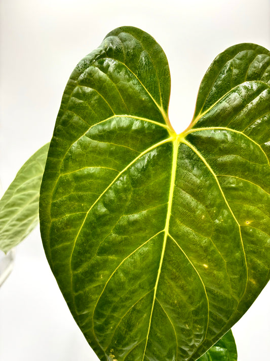 Anthurium Regale x Luxurians