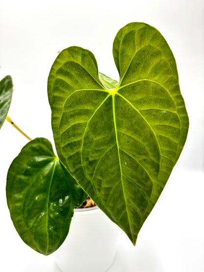 Anthurium Regale x Luxurians