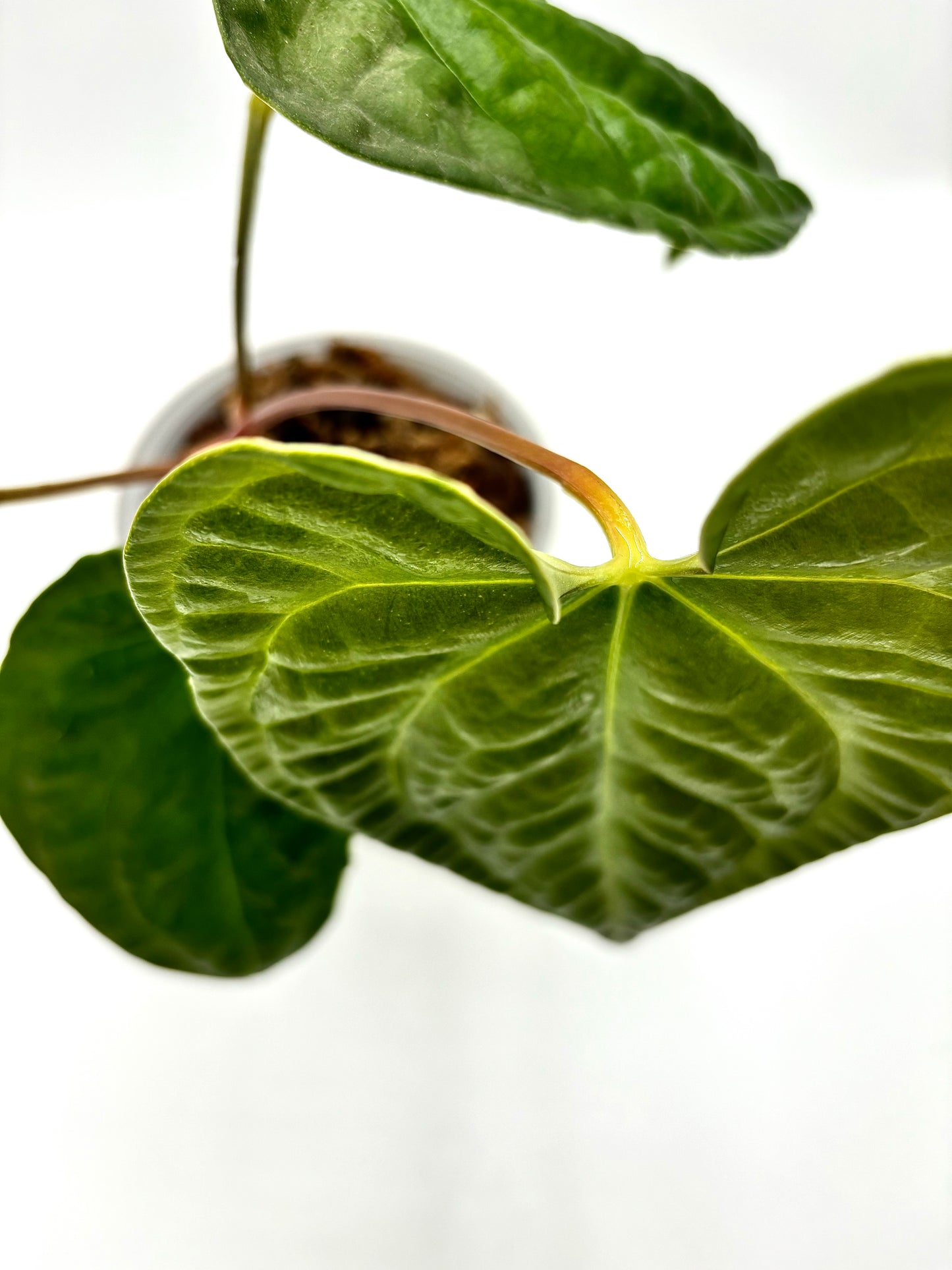 Anthurium Regale x Luxurians