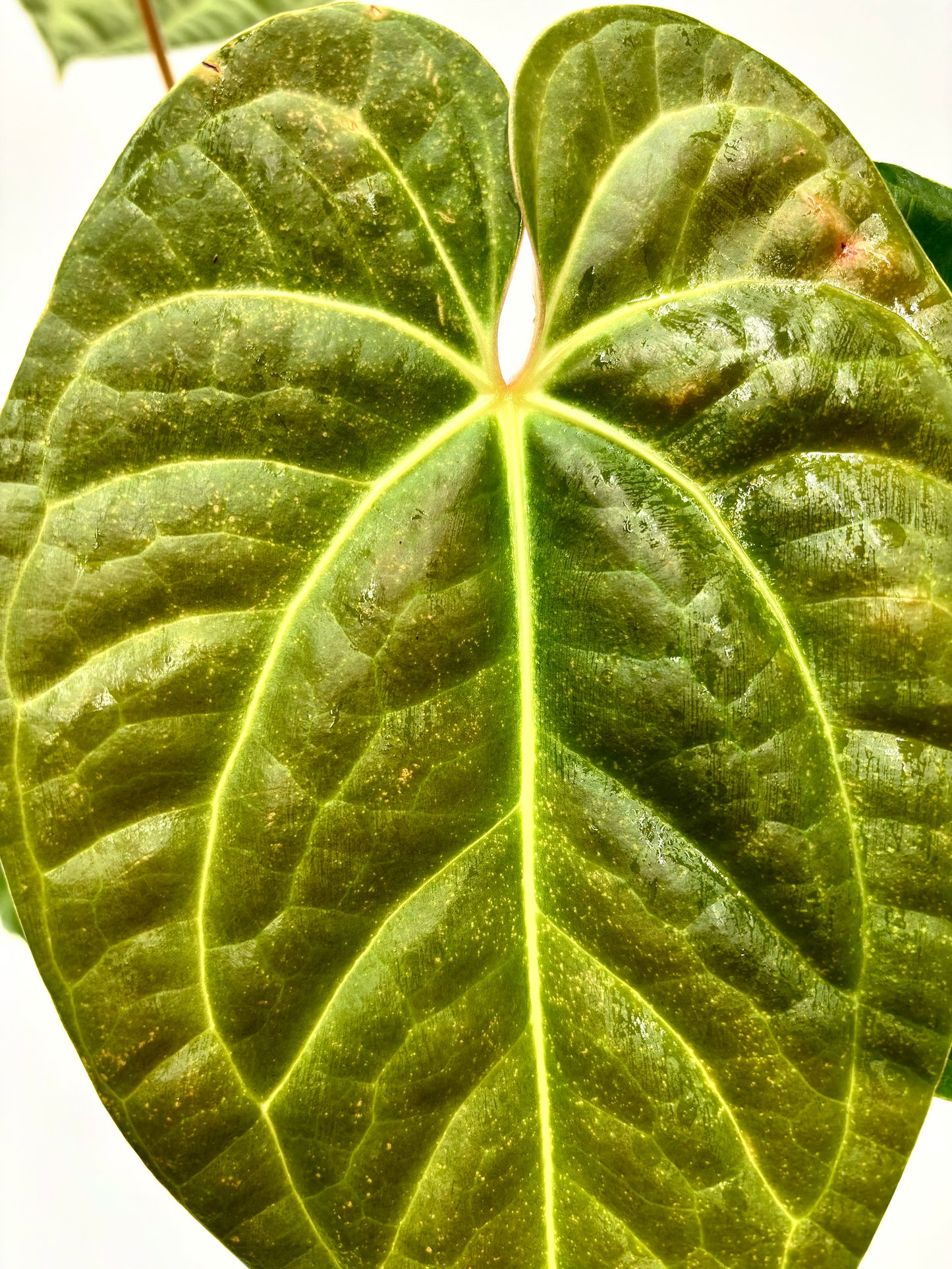 Anthurium Regale x Luxurians