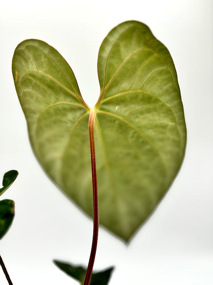 Anthurium Regale x Luxurians