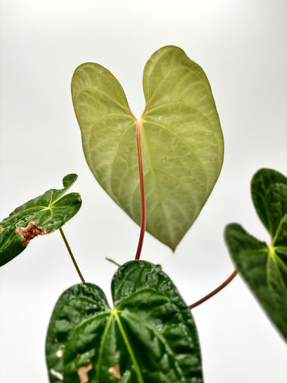 Anthurium Regale x Luxurians