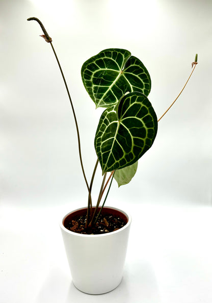 Anthurium Clarinervium