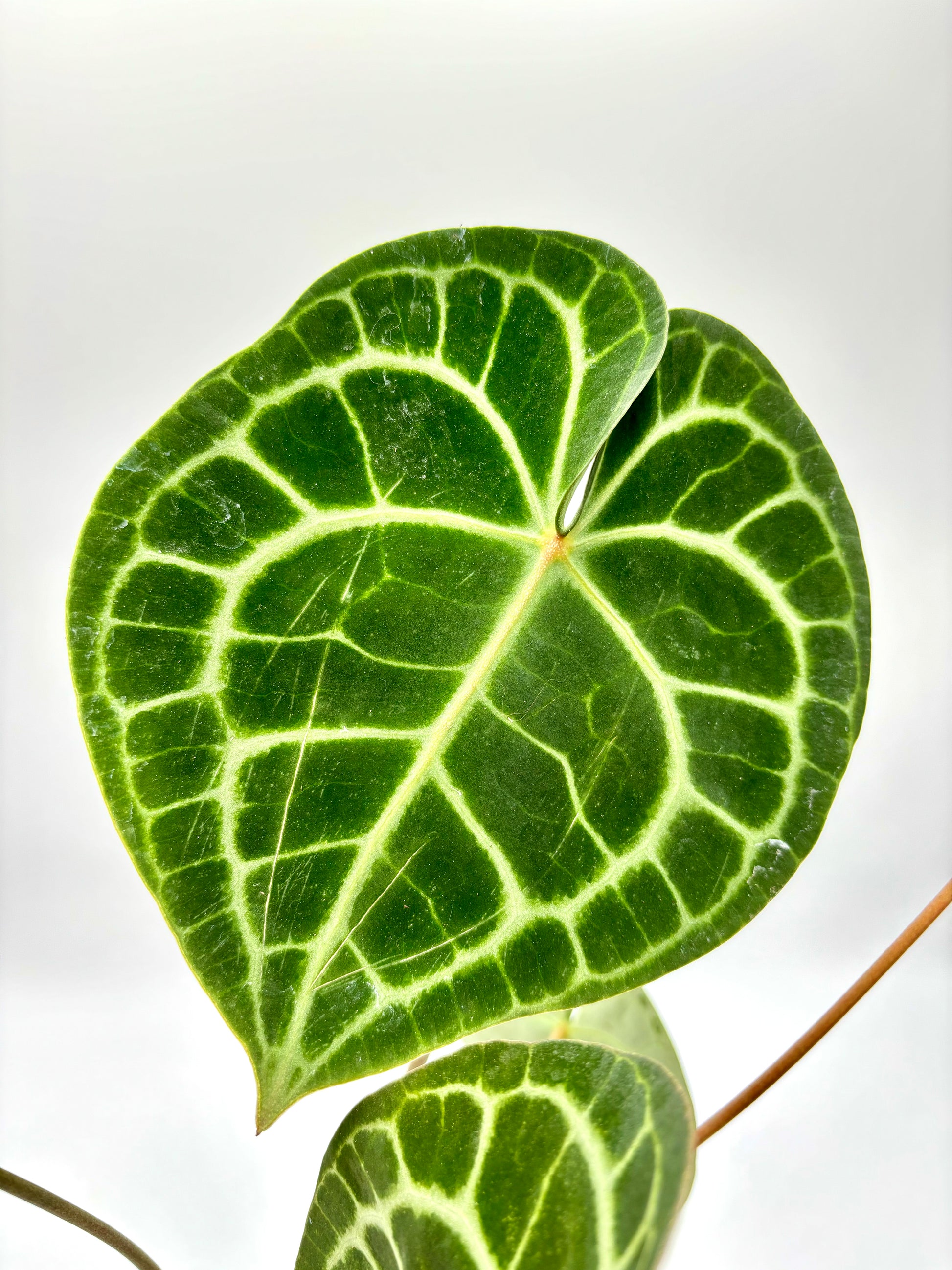 anthurium papillilaminum x clarinervium Anthurium Clarinervium
