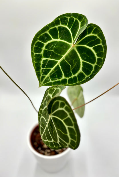 Anthurium Clarinervium