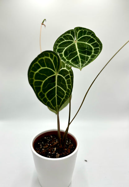 Anthurium Clarinervium