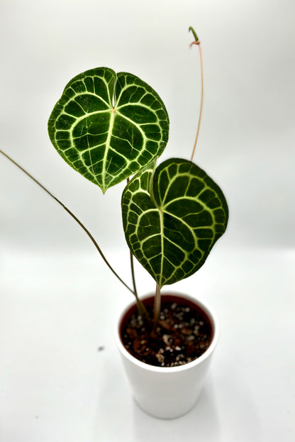 Anthurium Clarinervium