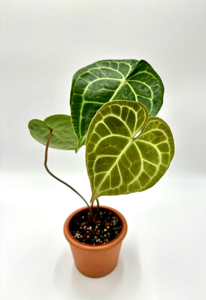 Anthurium Clarinervium