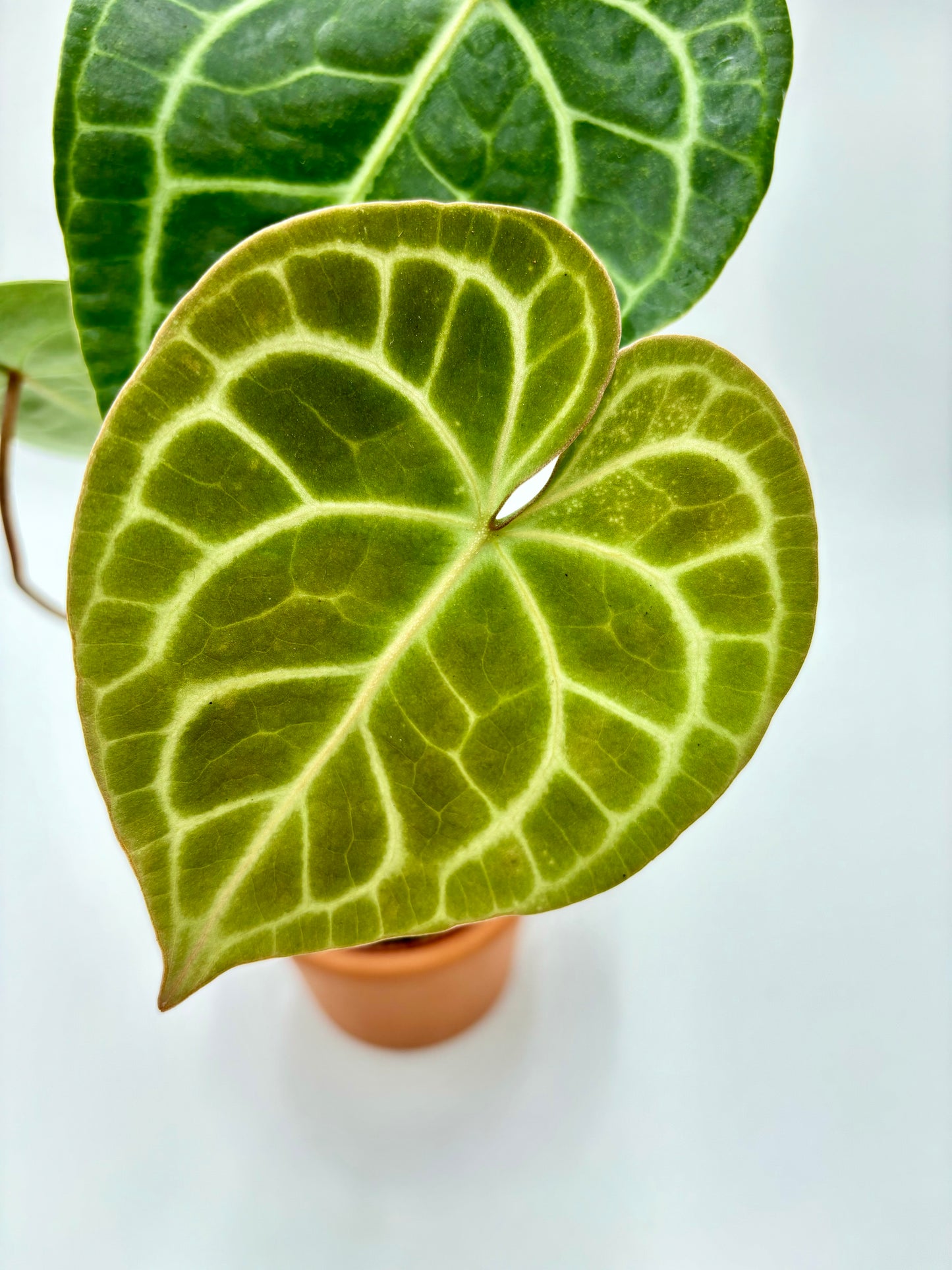 Anthurium Clarinervium