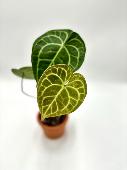 Anthurium Clarinervium