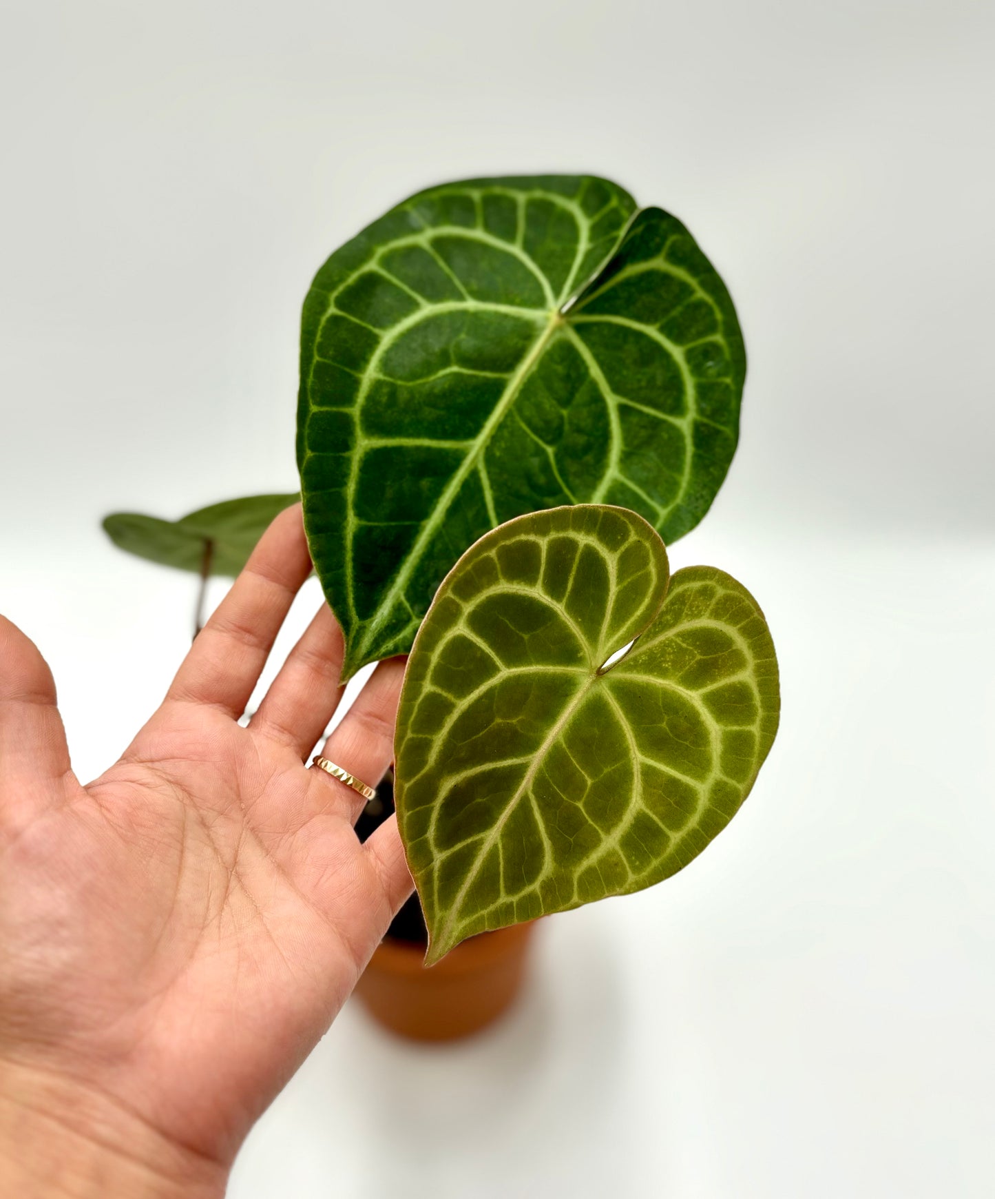 Anthurium Clarinervium