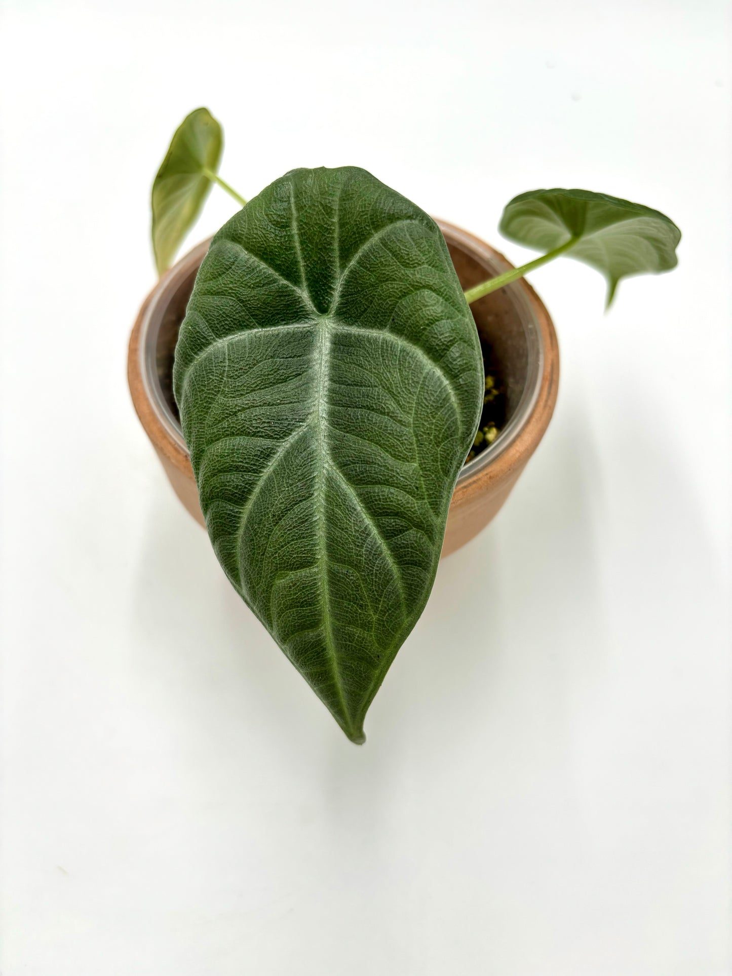 Alocasia Dragon Moon