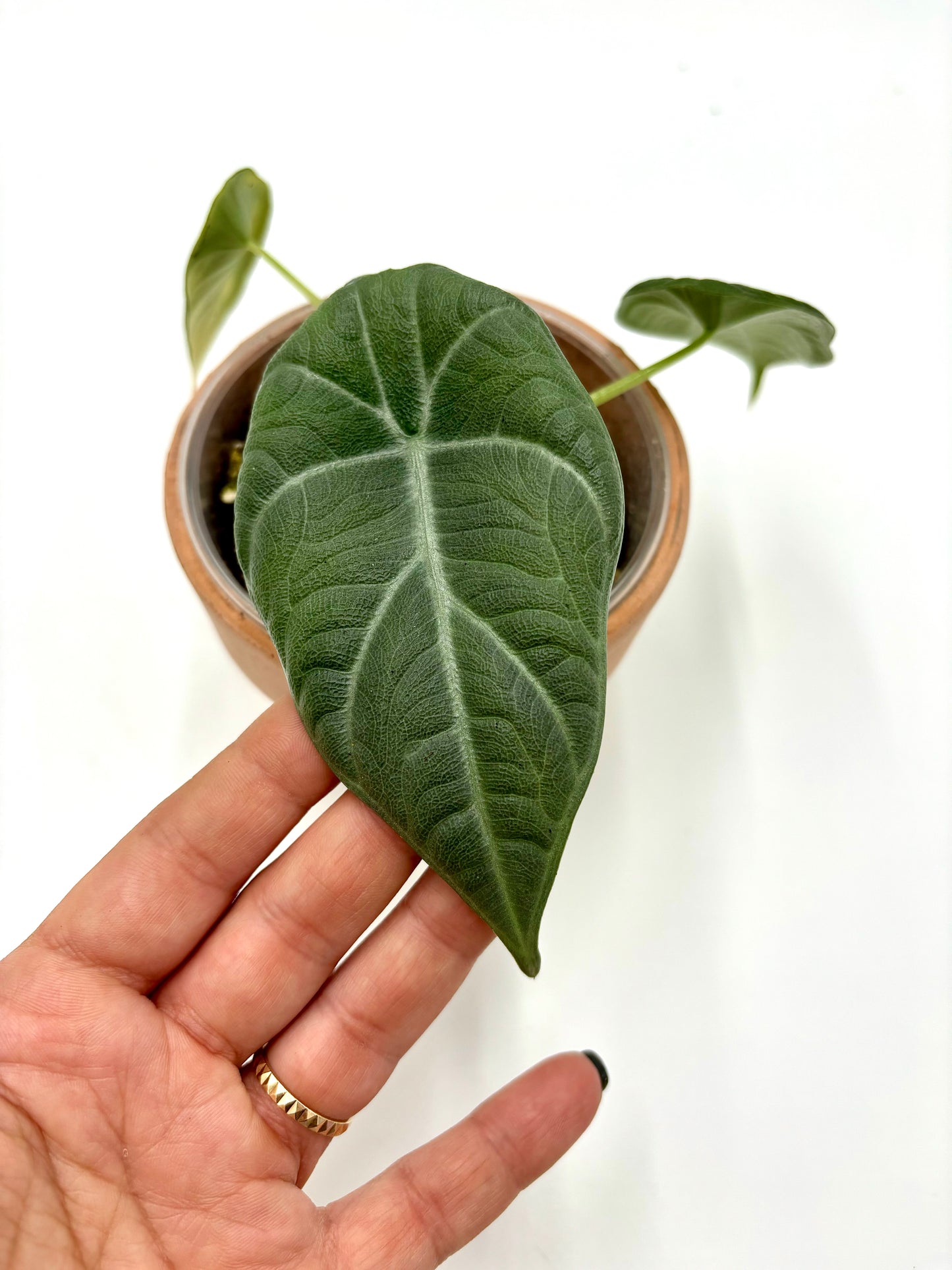 Alocasia Dragon Moon