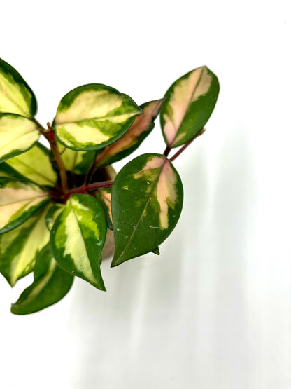 Hoya Carnosa Tricolor