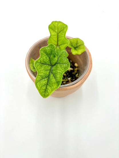 Alocasia Jacklyn