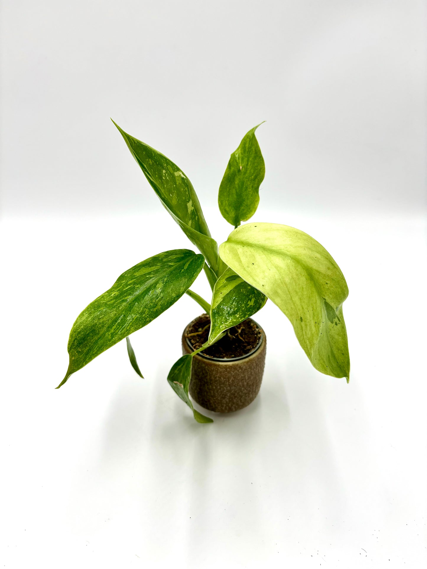 Philodendron Jose Buono