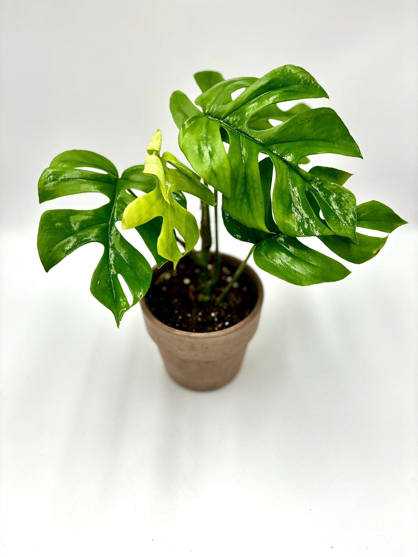 Monstera Pertusum "Little Sister"