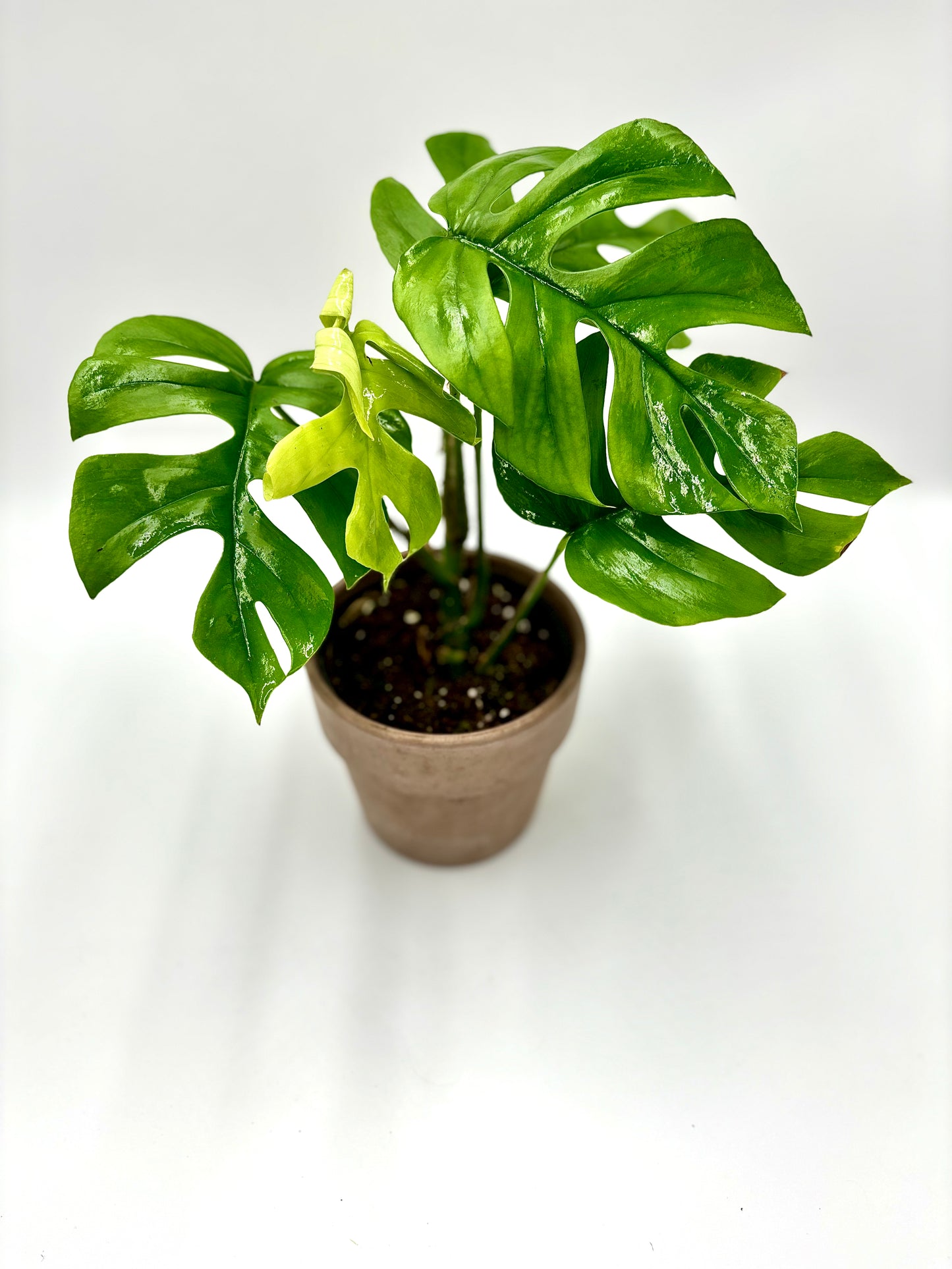 Monstera Pertusum "Little Sister"