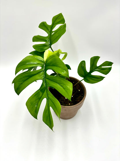 Monstera Pertusum "Little Sister"