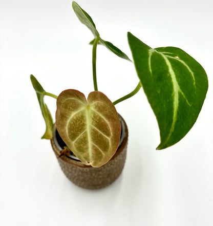 Anthurium Magnificum