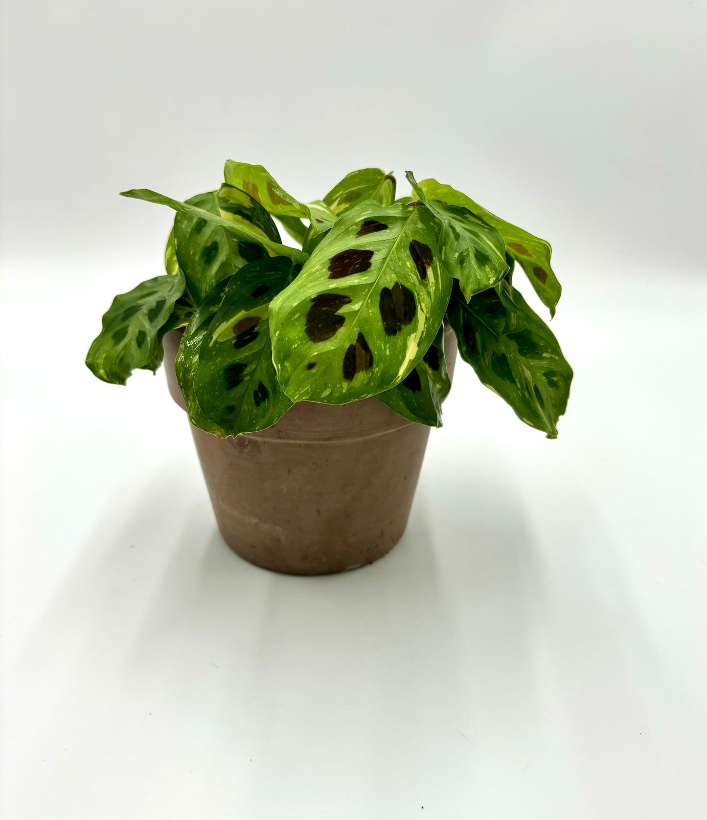 Maranta kerchoveana Variegata