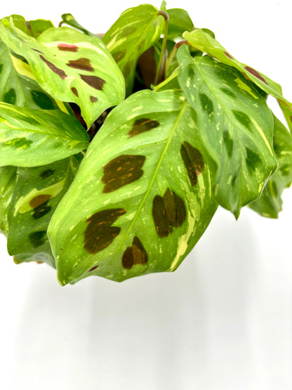 Maranta kerchoveana Variegata