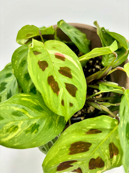 Maranta kerchoveana Variegata