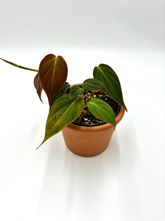 Philodendron Micans