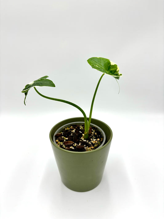 Alocasia Xanthosoma Albomarginata Mickey Mouse