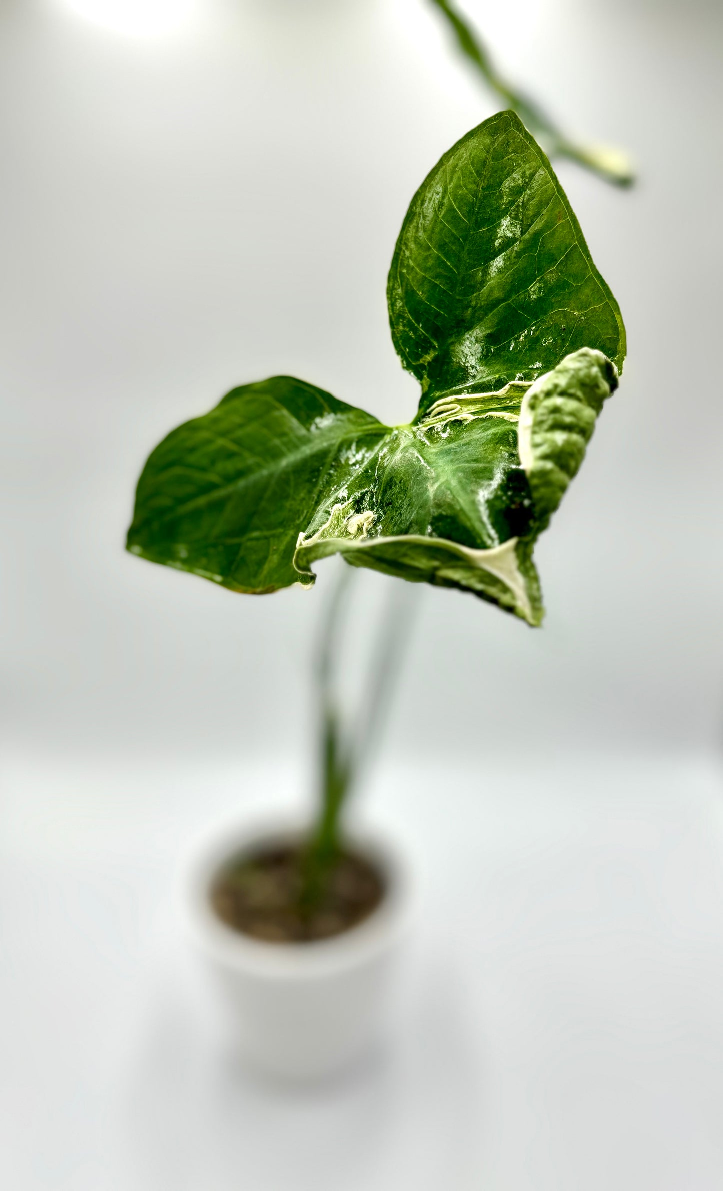 Alocasia Xanthosoma Albomarginata Mickey Mouse