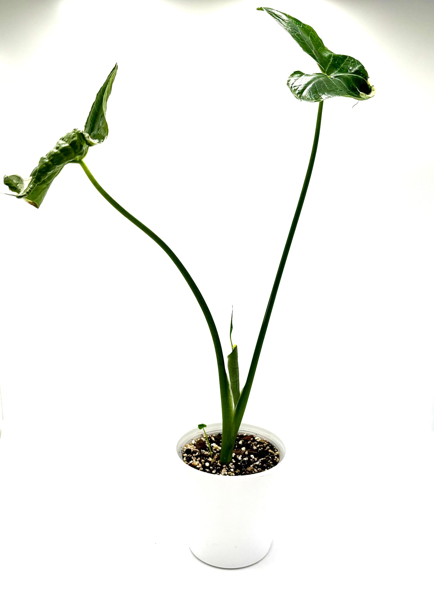 Alocasia Xanthosoma Albomarginata Mickey Mouse