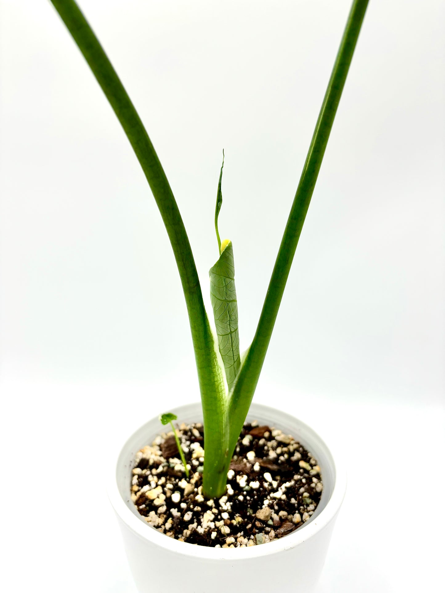 Alocasia Xanthosoma Albomarginata Mickey Mouse