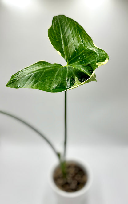 Alocasia Xanthosoma Albomarginata Mickey Mouse