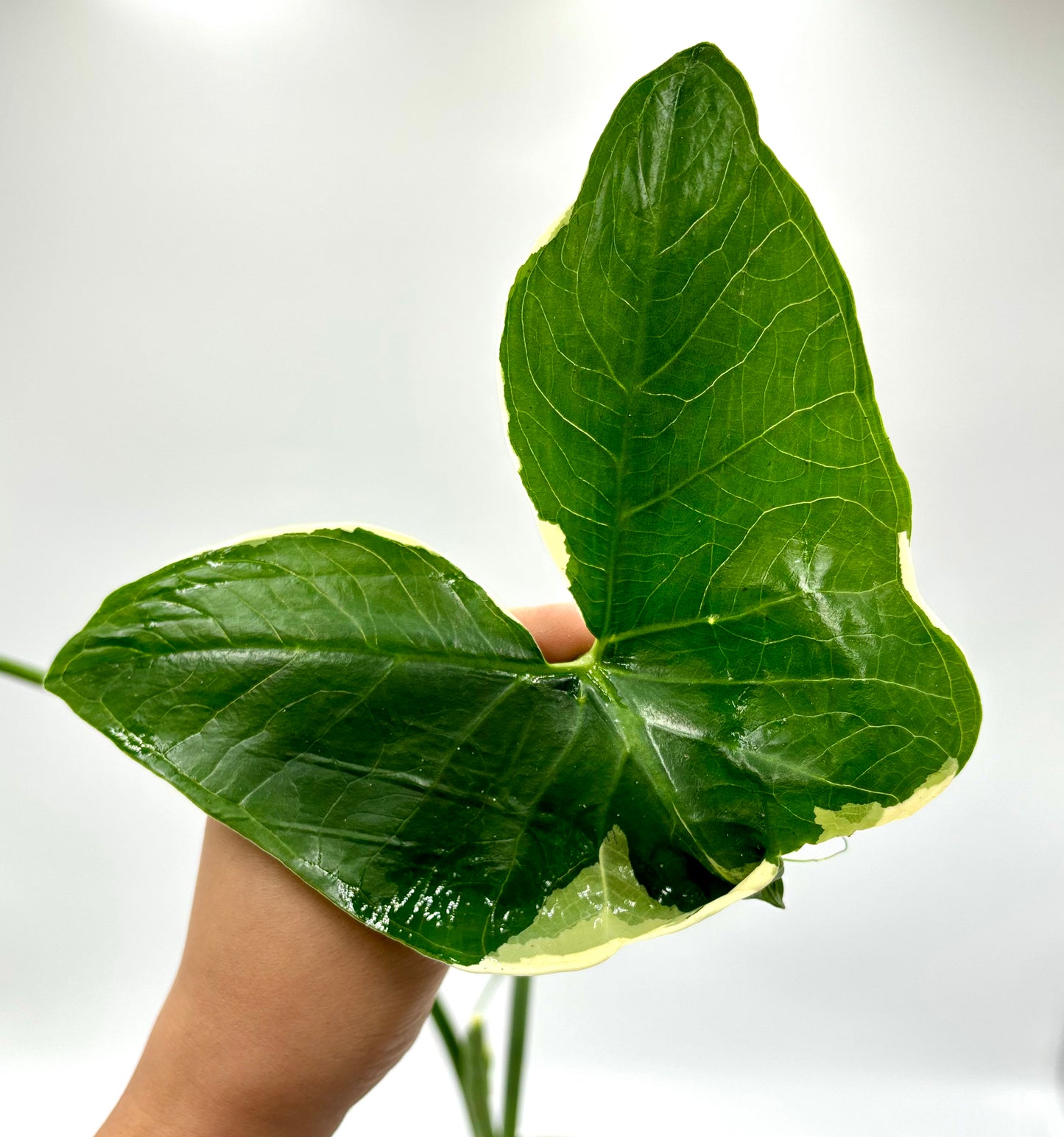 Alocasia Xanthosoma Albomarginata Mickey Mouse